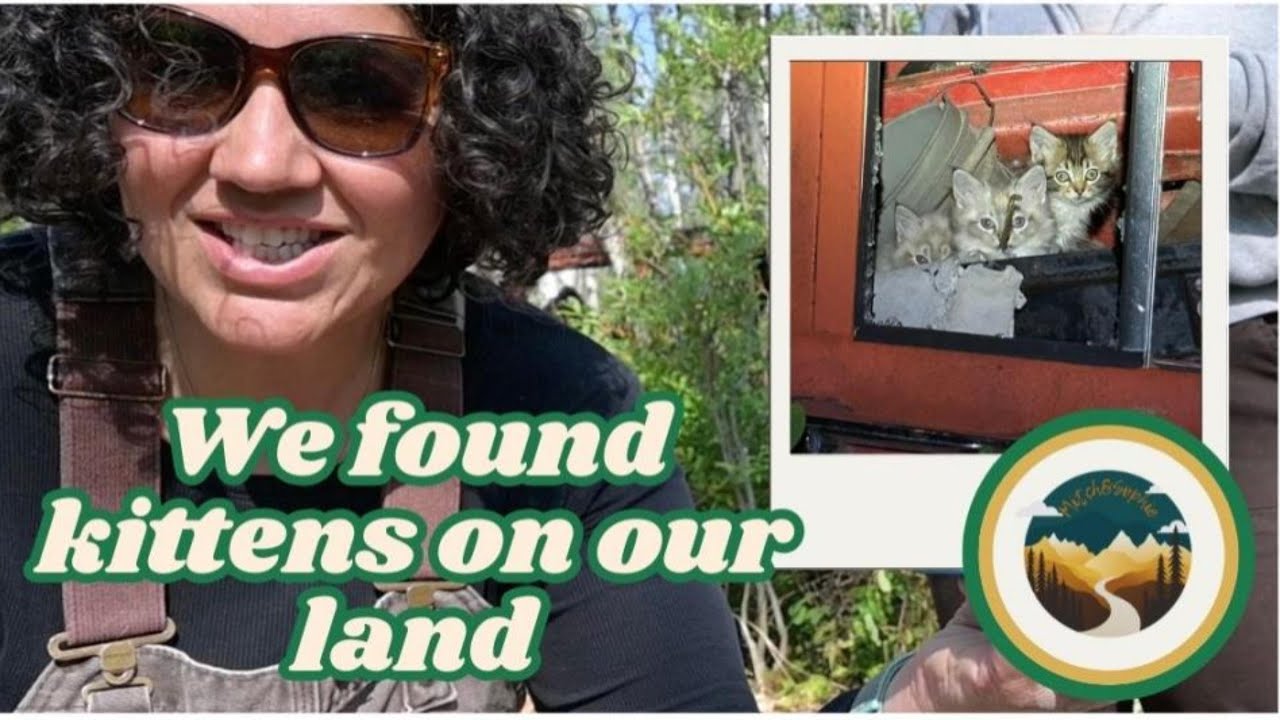 We Found Kittens on Our Land: Moving to the Country S.1 E.6