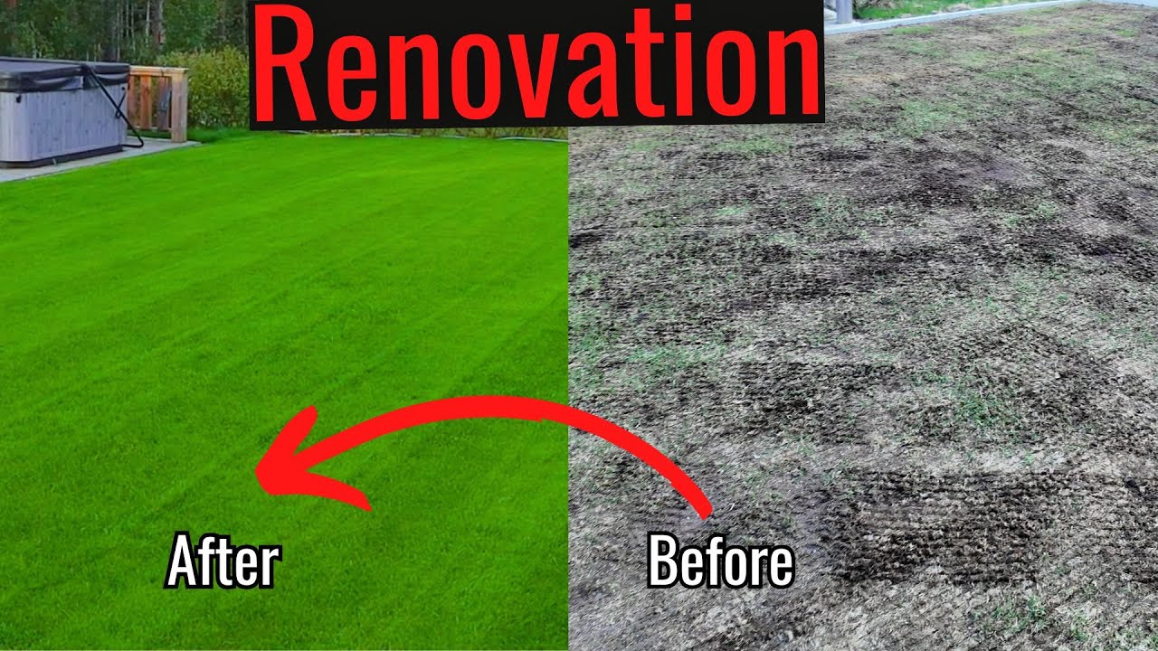 7 STEP spring lawn renovation 2024!