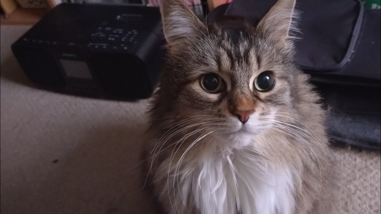 vlog2026.1.24#ねことの暮らし#ソロシニア#日常#無職