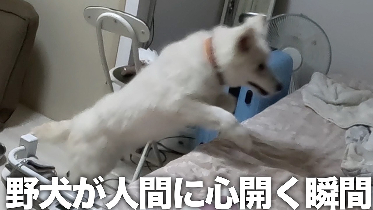 【保護犬24時】預かり初めてついにご飯を食べた！ちょっとずつ心を許し始めてくれたのか Part3　【#24時間企画 】