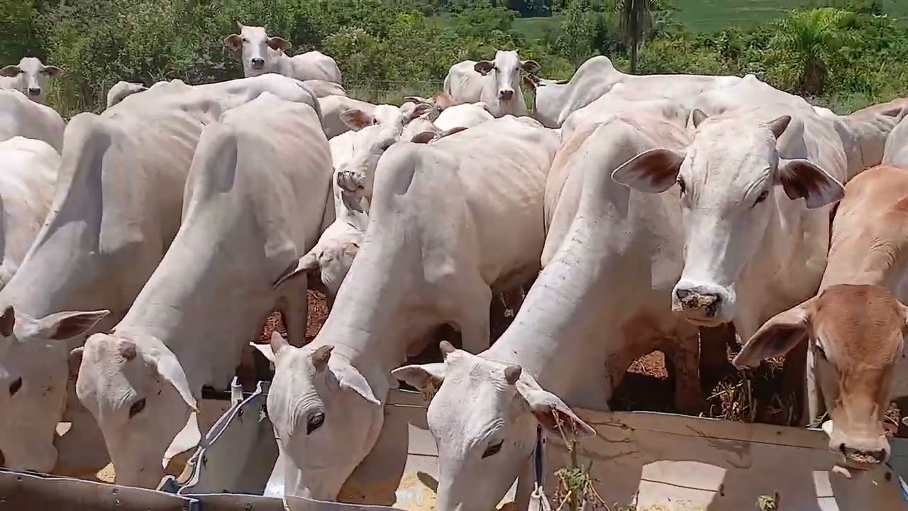Gado nelore #gado_nelore #gado_branco #gado #pecuária #cbt 