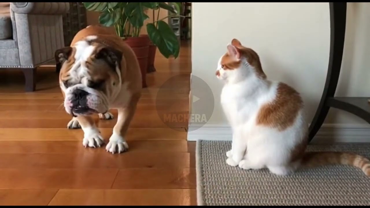 DOGS INSTANTLY REGRETTING THEIR DECISIONS