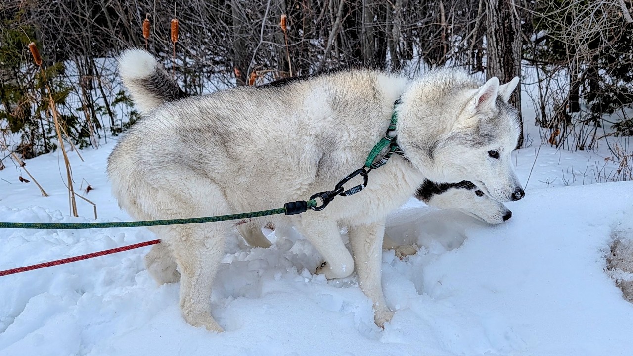My Senior Husky Thinks She's a Mountain Goat! 🏔️