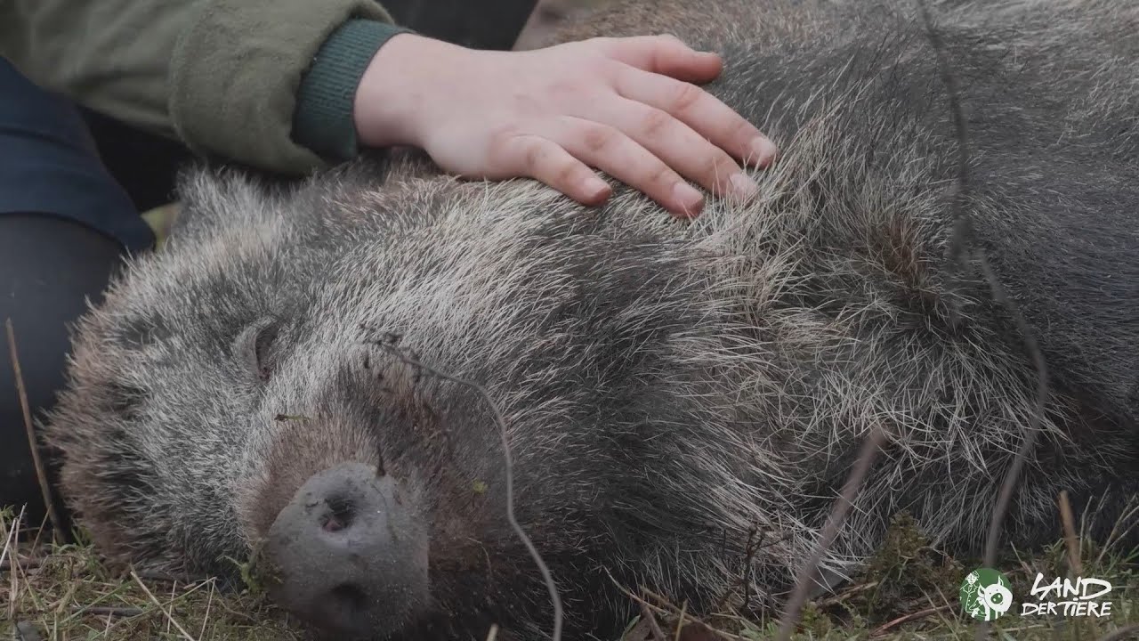 Kraulen statt Killen: Verschmuste Wildschweine Pippa & Resi