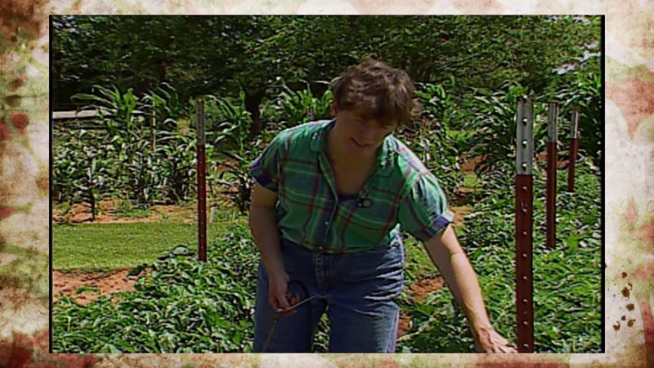 Spider Mite Control for Tomatoes