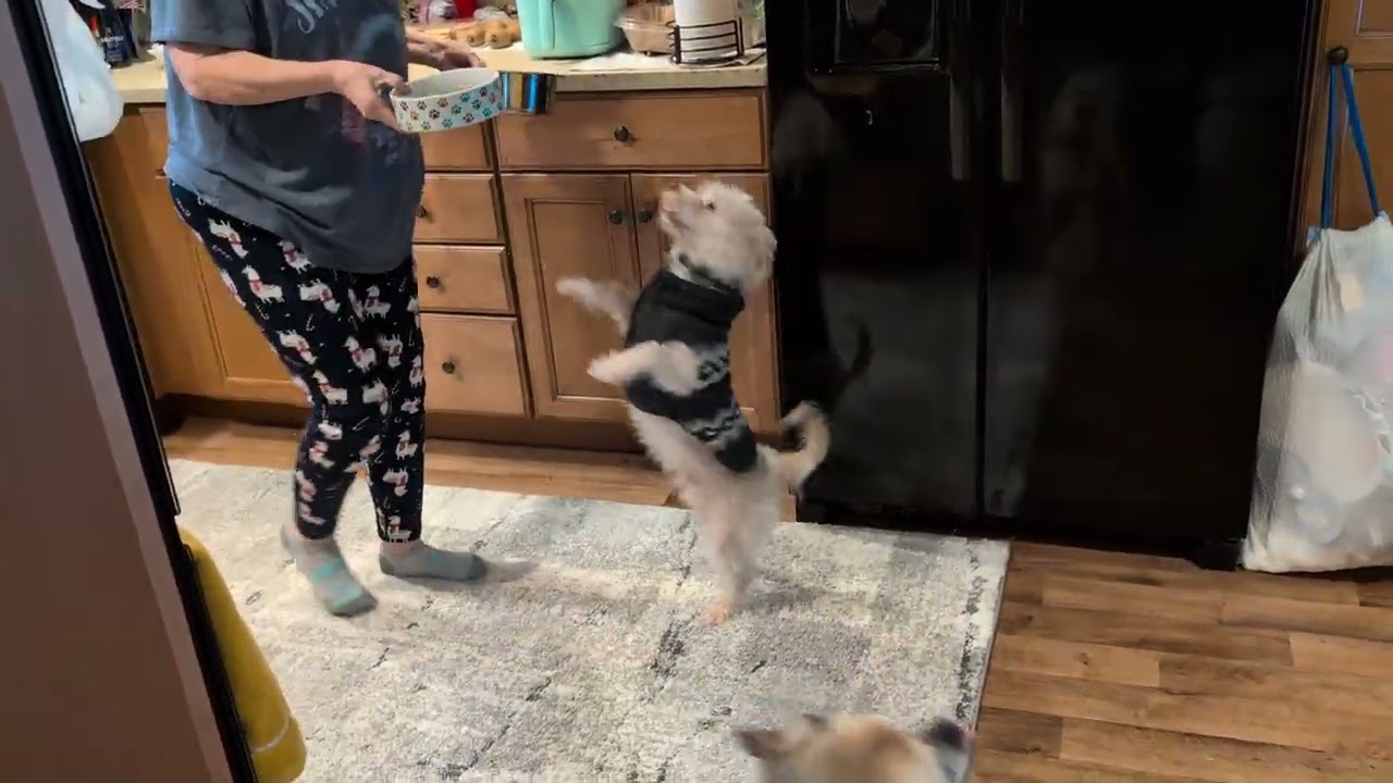 Willy gets excited for his food. Orange, Massachusetts 2/10/26