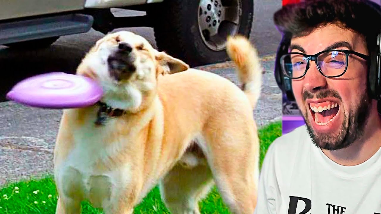 Si te RIES PIERDES nivel ANIMALES GRACIOSOS y DIVERTIDOS ! 😂