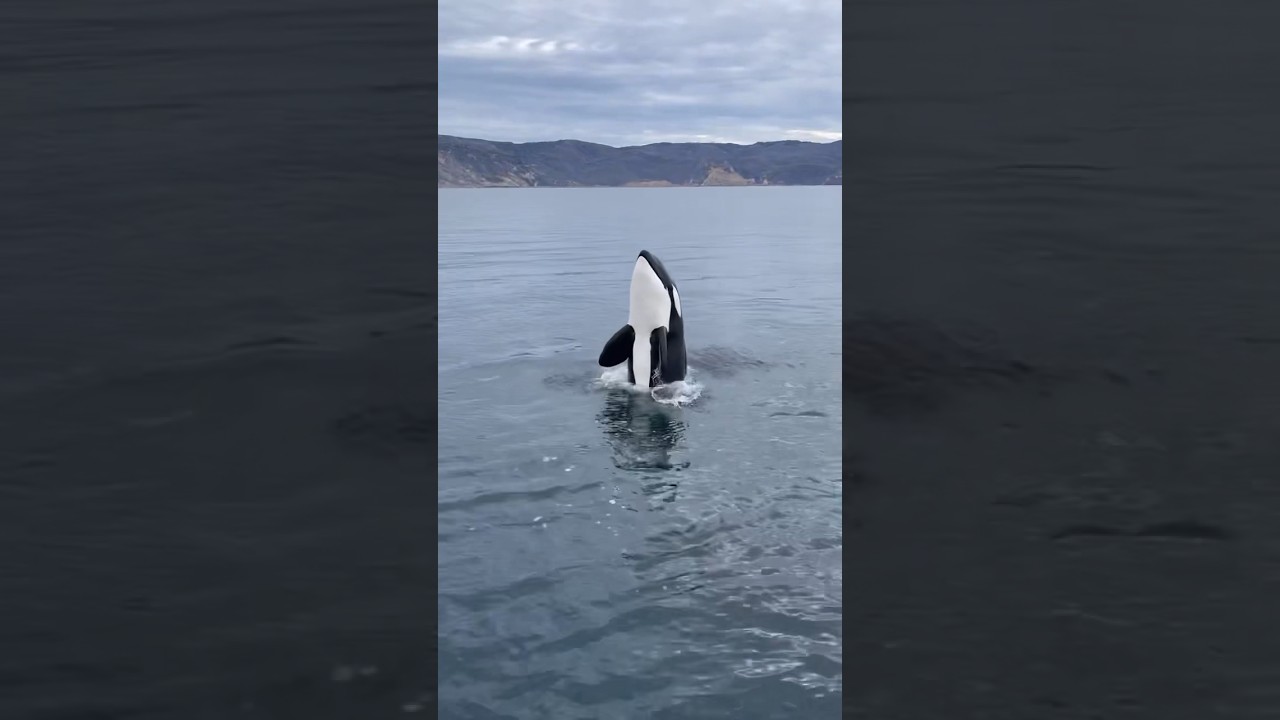 An incredible moment with a young Orca 💙