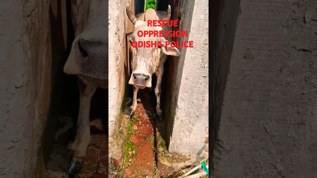 Rescue oppression#odisha police#