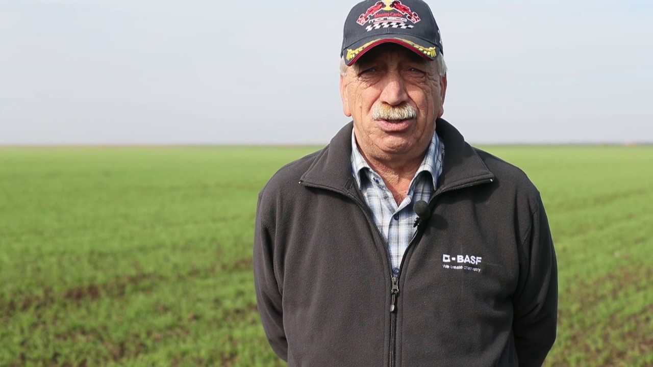 Pericolele septoriozei grâului - testimonial fermieri, 2016