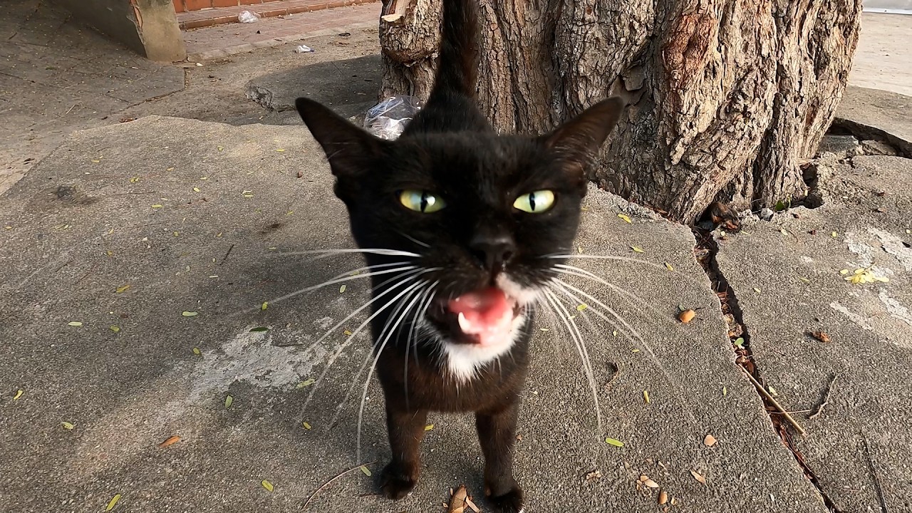 🍀🐾  feed hungry cat at morning / stray cat need food