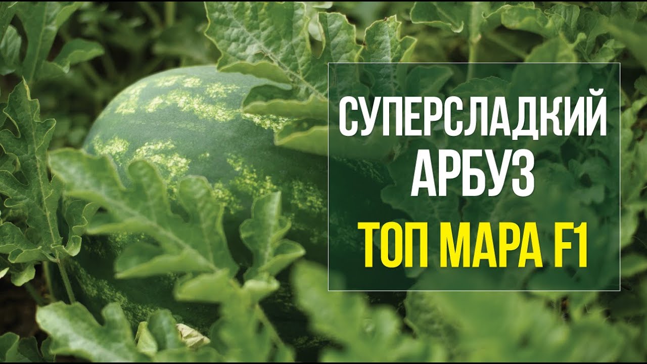 Суперсладкий арбуз Топ Мара F1
