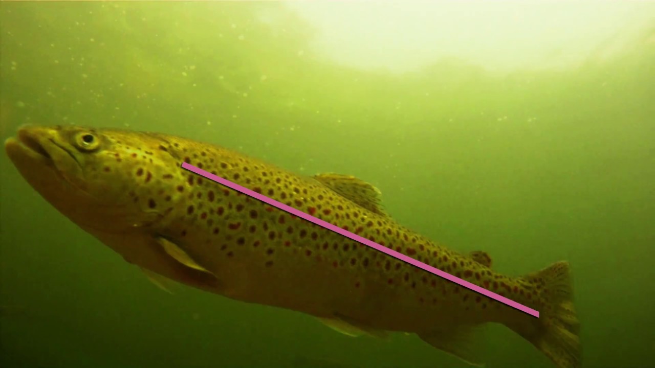 Reading Trout Waters - How To Find Fish