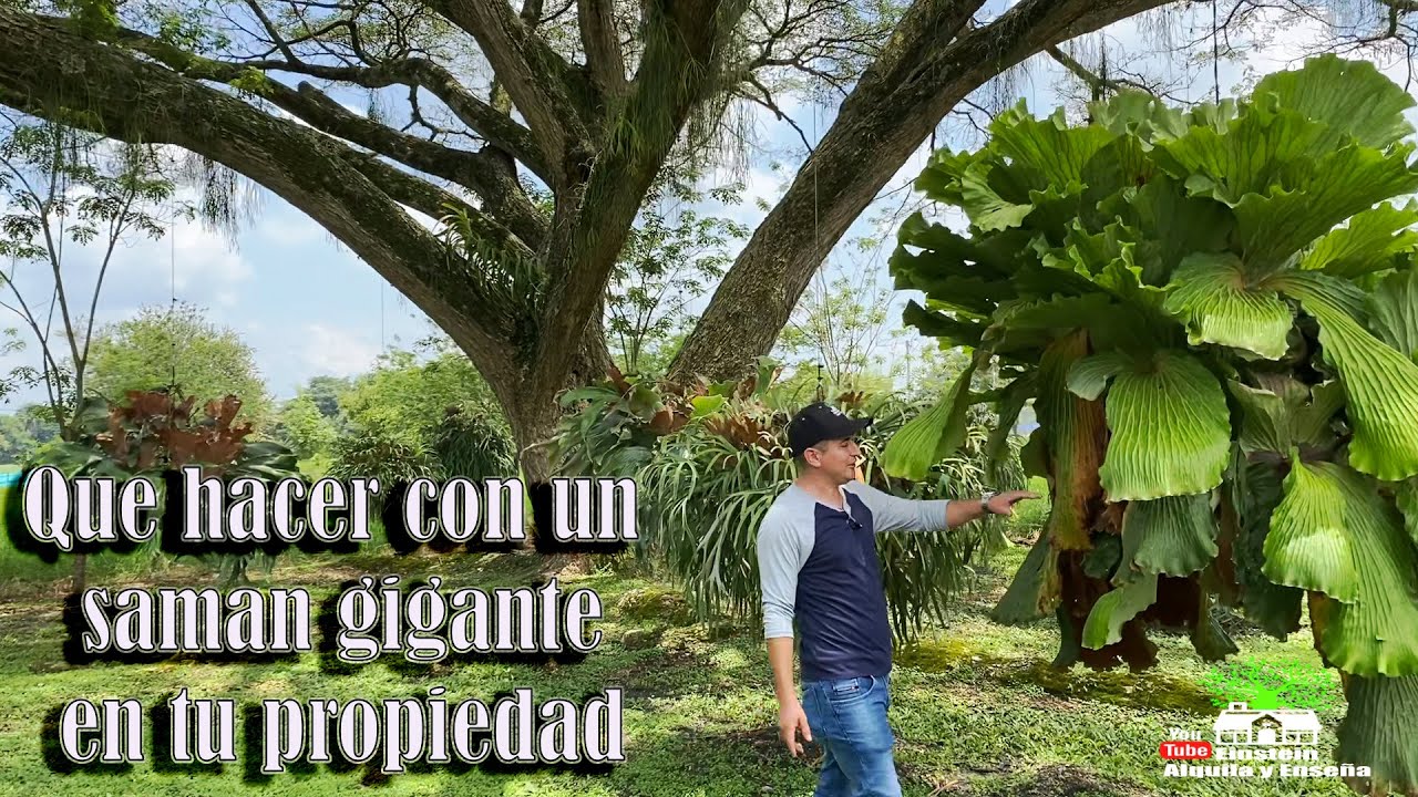 &iquest;Te preocupa que t&uacute; lote tenga un Sam&aacute;n gigante? 🌳 Aqu&iacute; te ense&ntilde;o que puedes hacer con &eacute;l. 🏡🤠