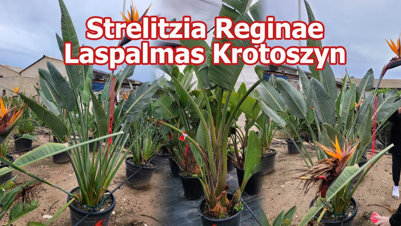 Strelitzia Reginae - Strelicja królewska w ofercie Laspalmas Krotoszyn