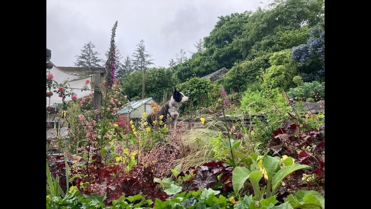 June Seasonal Changes dyeing livestream