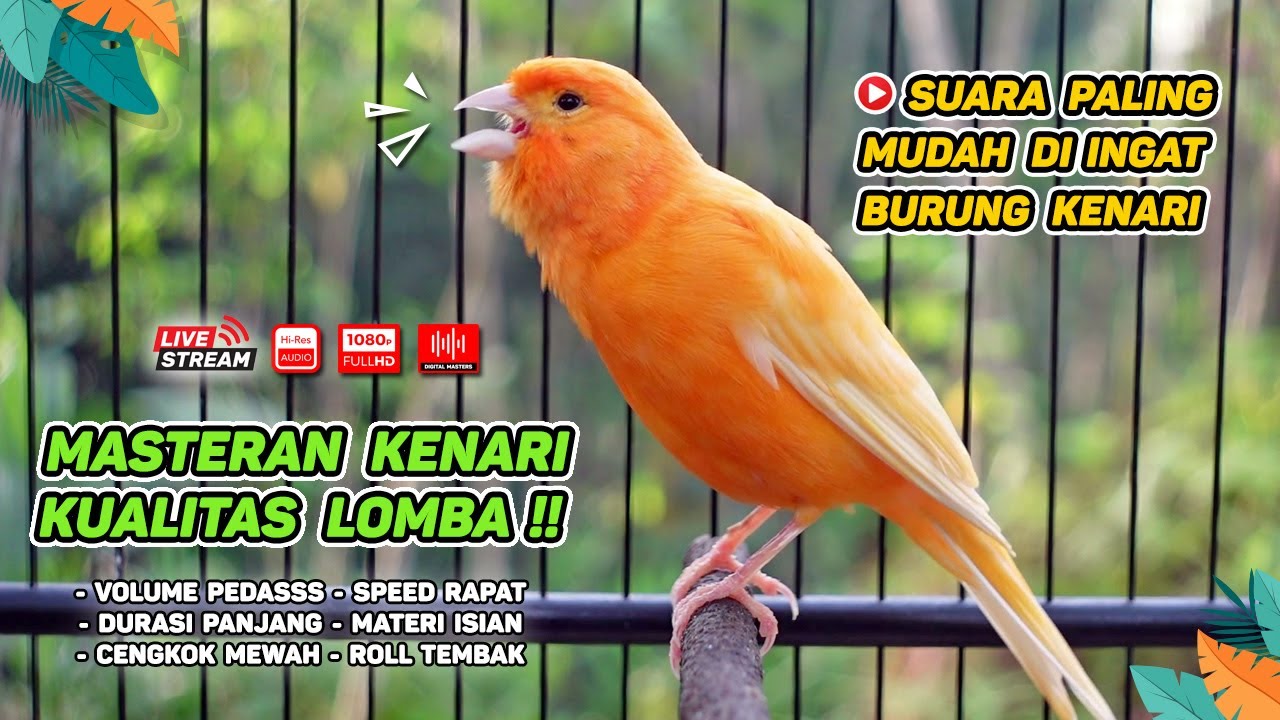 Kenari GACOR NGEREK‼️ Masteran Kenari PAUD dan Pancingan Kenari MACET BUNYI dan Betina NGIWIR - 137