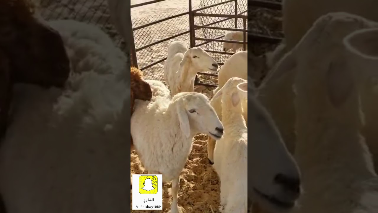 الحلقة (43) طريقة فحص الاغنام عن طفيليات الدم وتسكير الكرش بالبلاستك والشعر