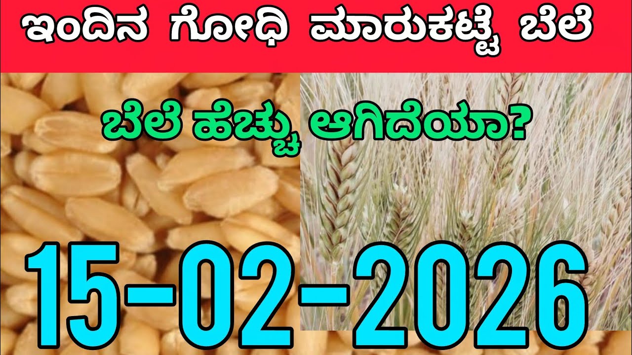 15-02-2026| ಗೋಧಿ ಬೆಲೆಗಳ ವಿವರಣೆ l Today Groundnut Rates l ಕರ್ನಾಟಕ ಮಾರುಕಟ್ಟೆ l#chili #farming 