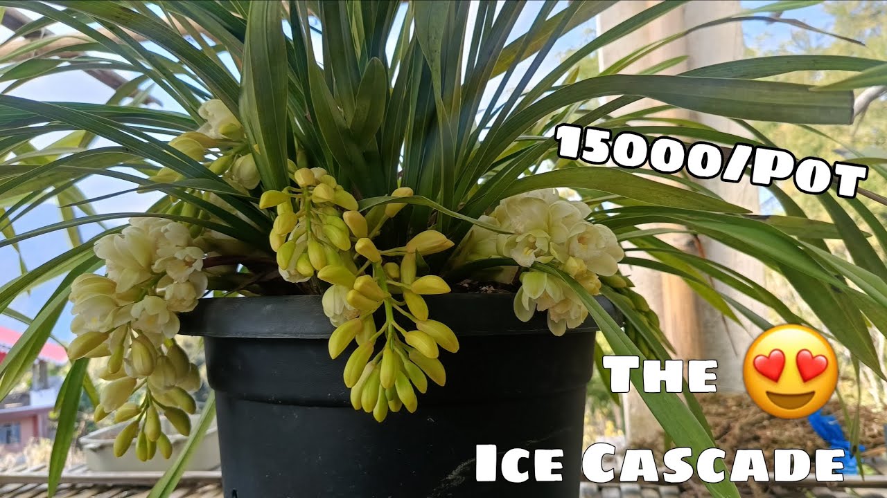 Sarah Jean Cascade 😍#cymbidium 