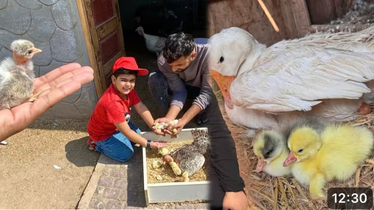 New Cute Murgi Kay Bachy Lay Aye 😍