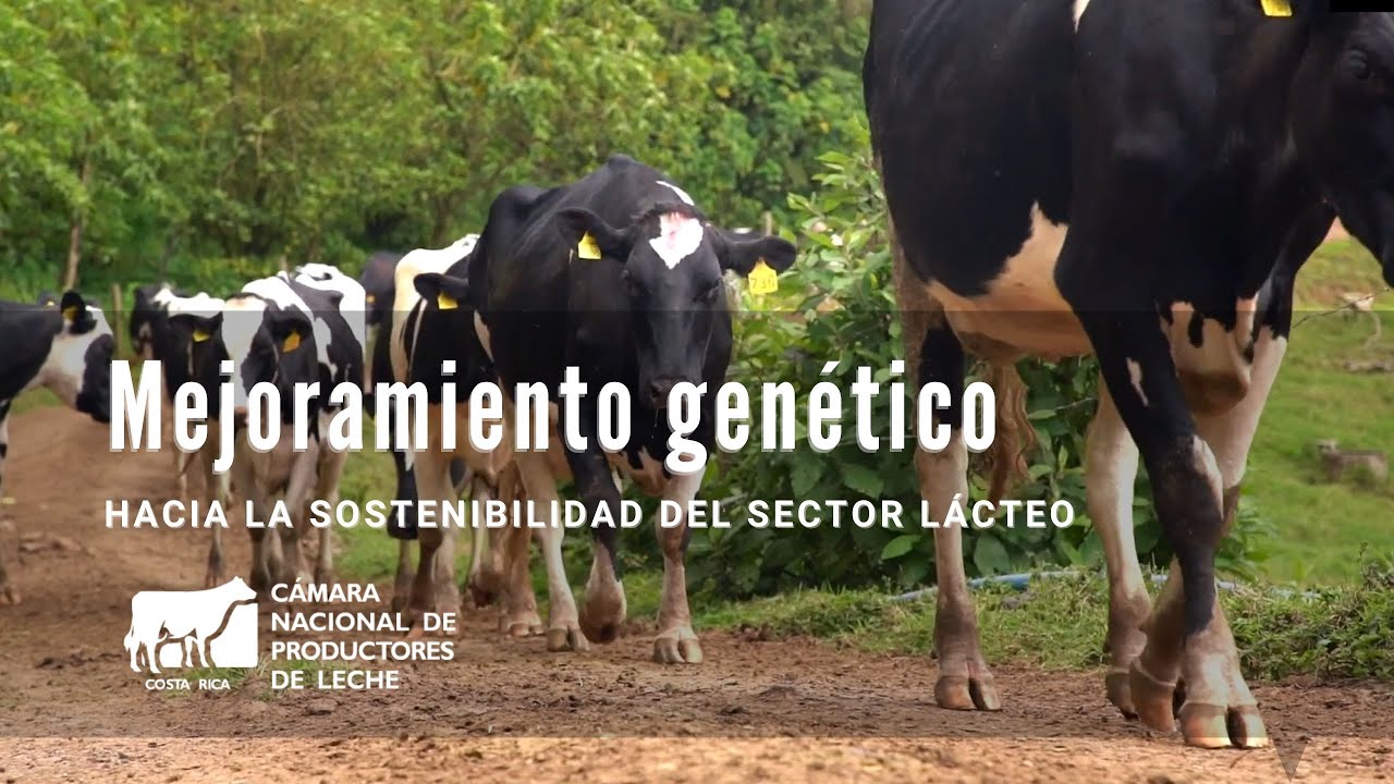 Mejoramiento Genético en Ganado Bovino
