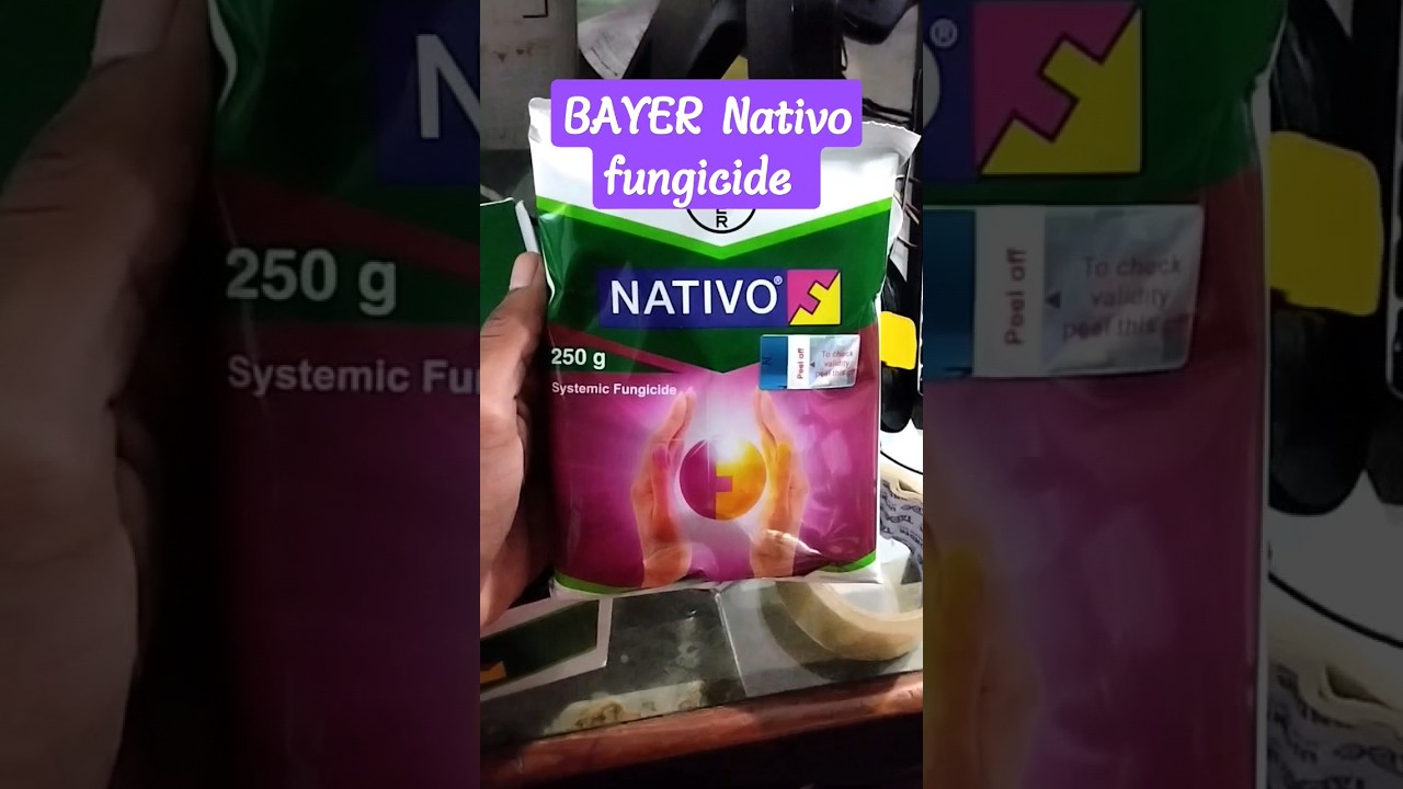 BAYER NATIVO fungicide ✅(Tebuconazole 50%+ Trifloxystrobin 25% w/w ) #viral #farming #shorts #nativo