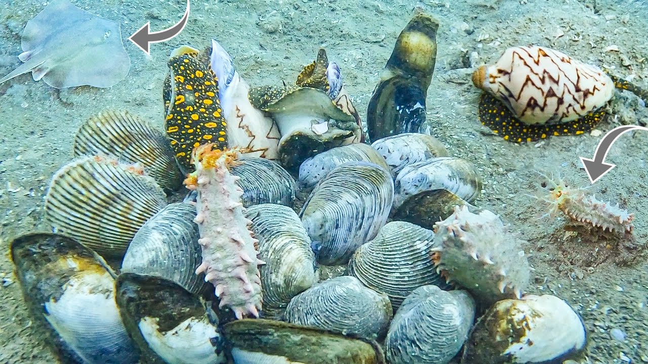 Vừa Đáp Đáy Là Thấy Ốc Giác_NGAO HAI CÒI SÒ DƯƠNG_Điểm Lặn Kiếm Tiền Triệu! P361