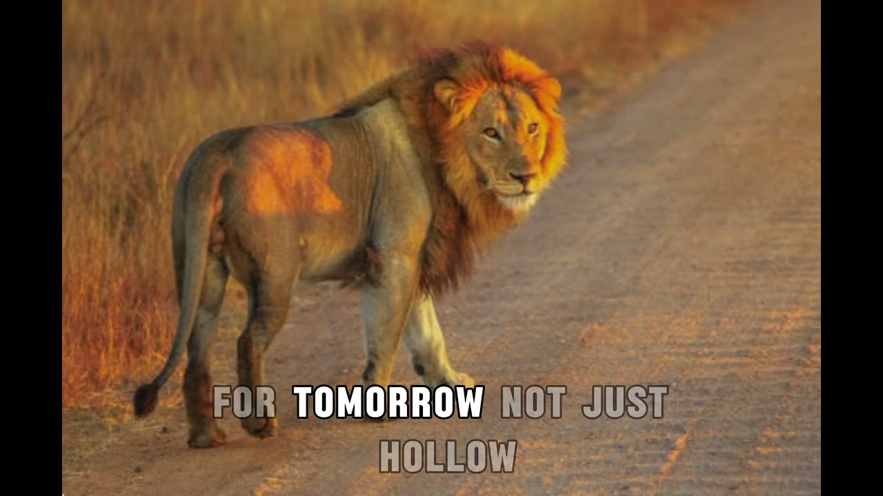 LIONS ON THE ROAD LYRICS