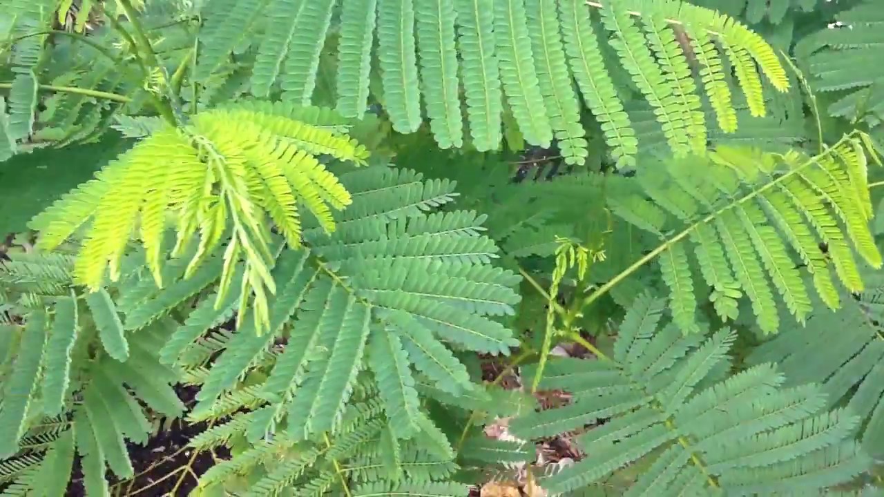Growing a Royal Poinciana in Phoenix Arizona Area