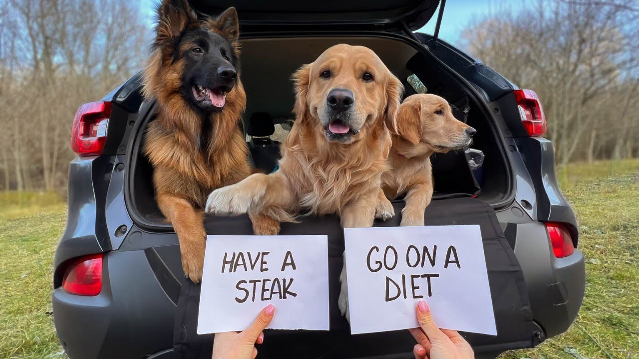 Letting My 3 Dogs Decide Their Day