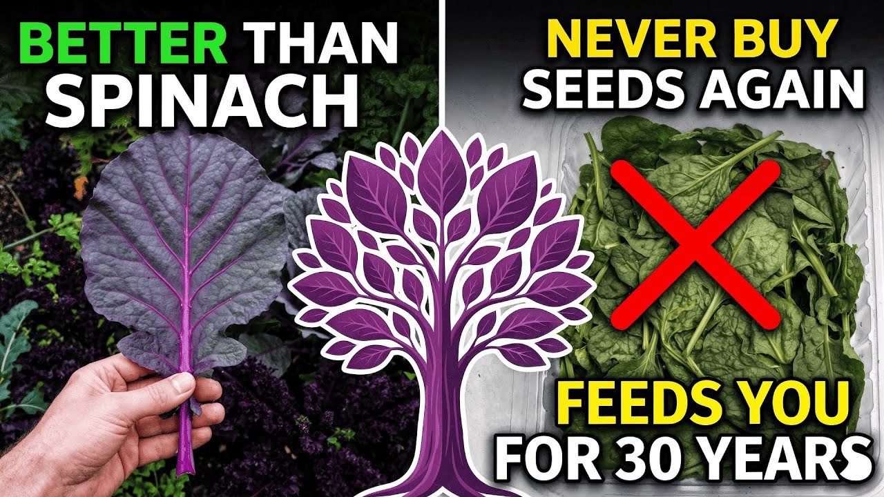 Better Than Spinach. The 