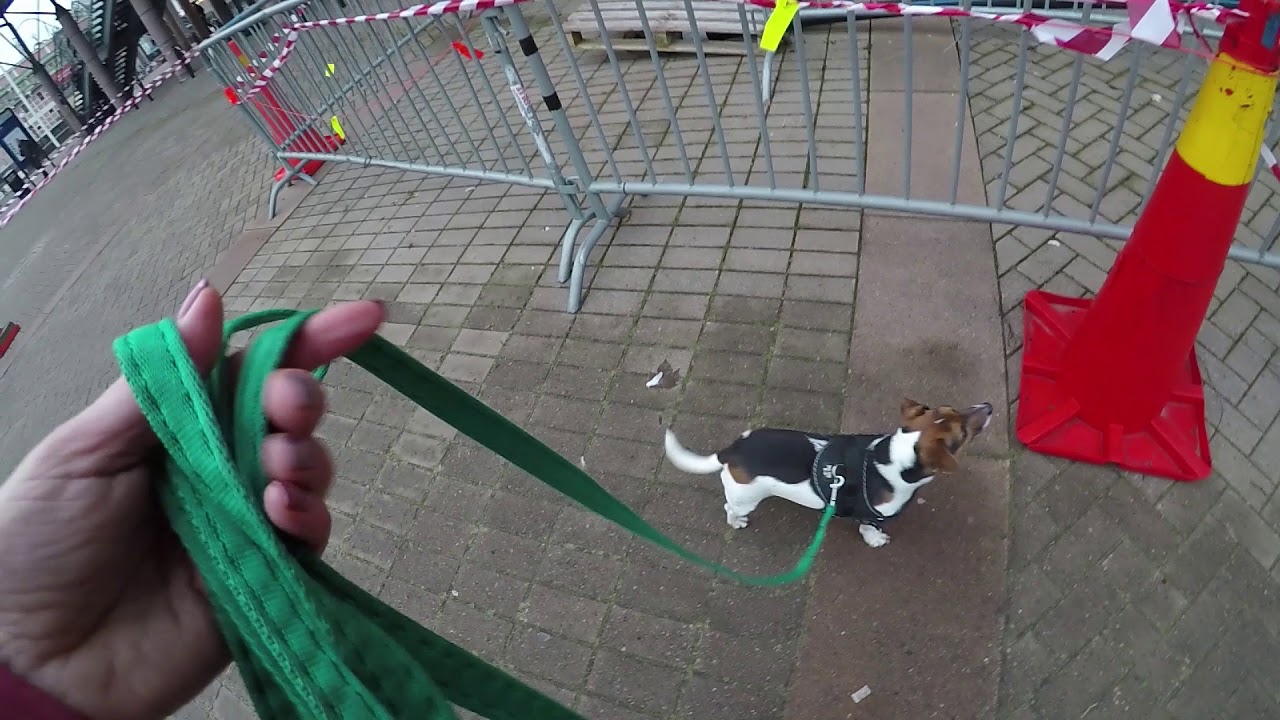 MyDog 2019 NW2 TSM