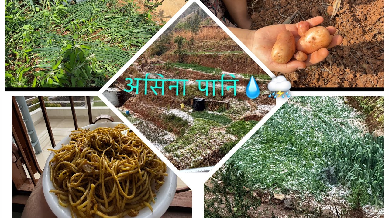 A DAY IN MY LIFE//असिना पानि // खेतिपाती #mychannel #vlog #fyp #nature 