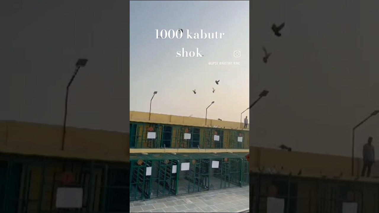 😱🕊️Chaman bidi walo ka 1000 kbutron ka shok meerut #pigeon #chaman #kabootarbazi #shok #meerut #bird