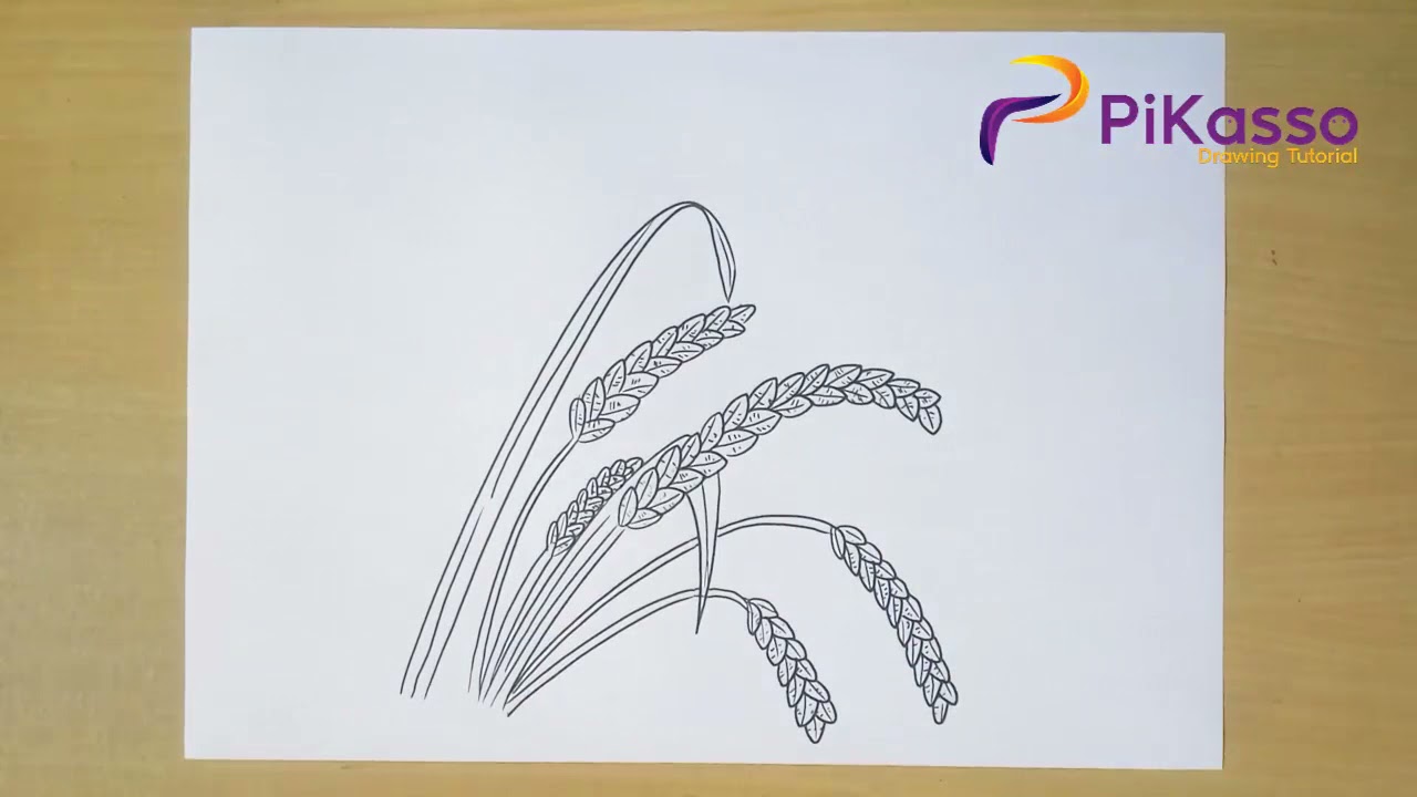 How to Draw Rice Plant Easy