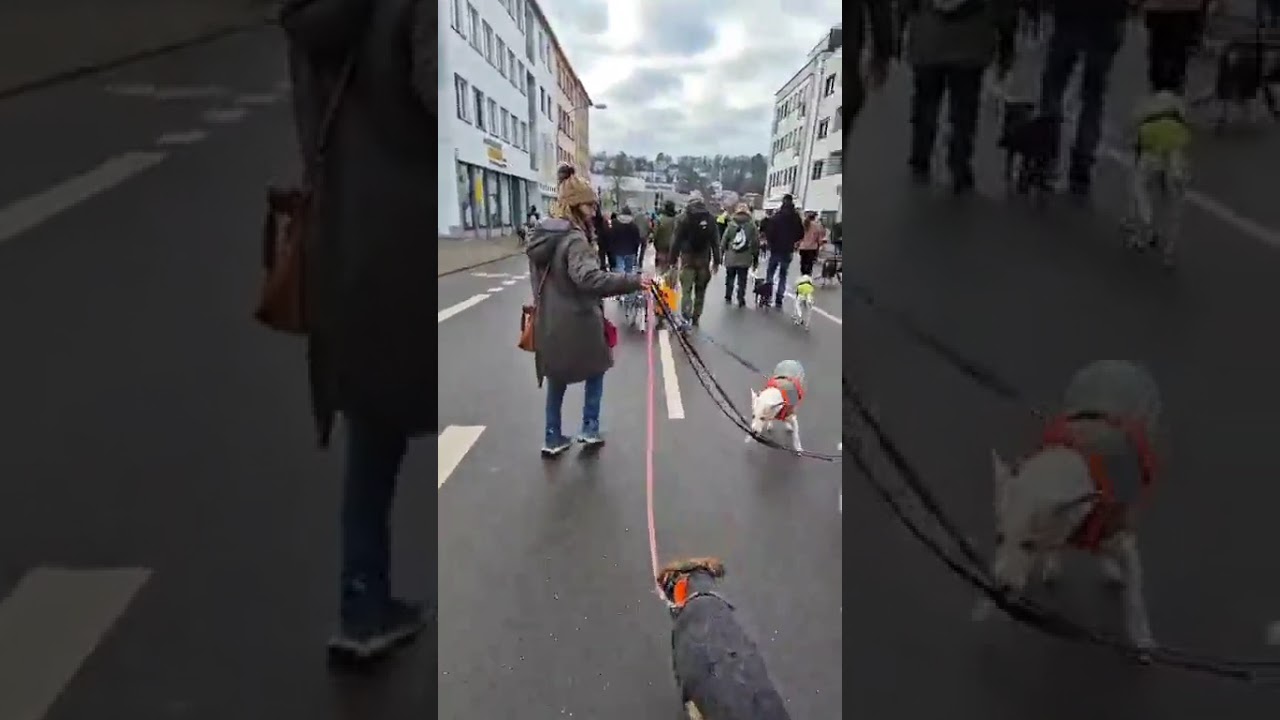 Unsere Nadja  berichtet live vom Galgomarsch Saarbrücken 🥳♥️🫶