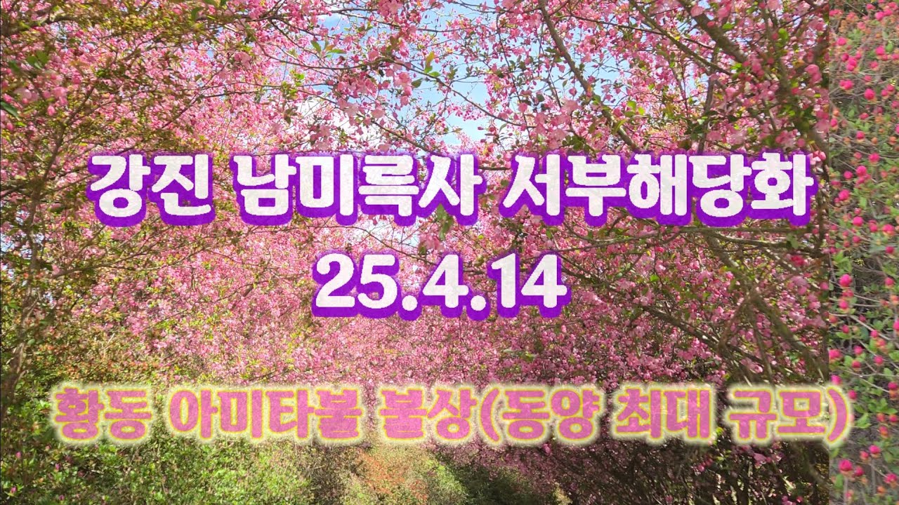 남미륵사 서부해당화#철쭉