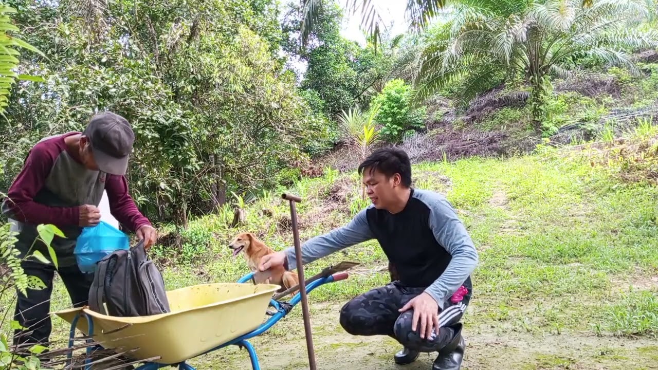 Vlog pergi kebun // tumbak sawit #kebunsawit #kampung #kebunsendiri #vlogkampung #vlog 