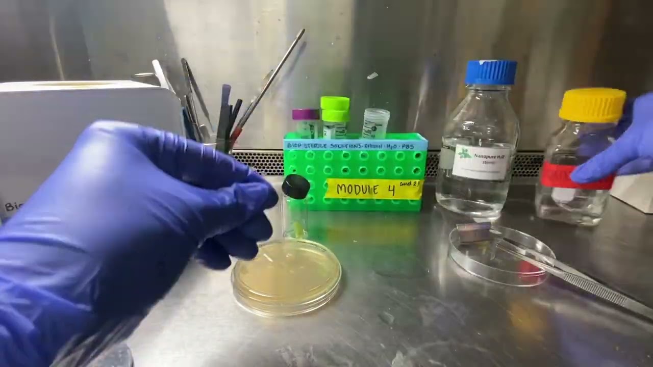 Leaf Sterilization and Endophyte Culture