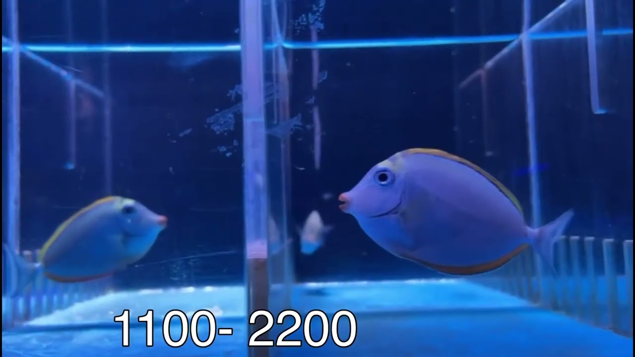 MERCADO DE PECES MORELOS / llegó pez marino a Pacific mexico / especies y precios