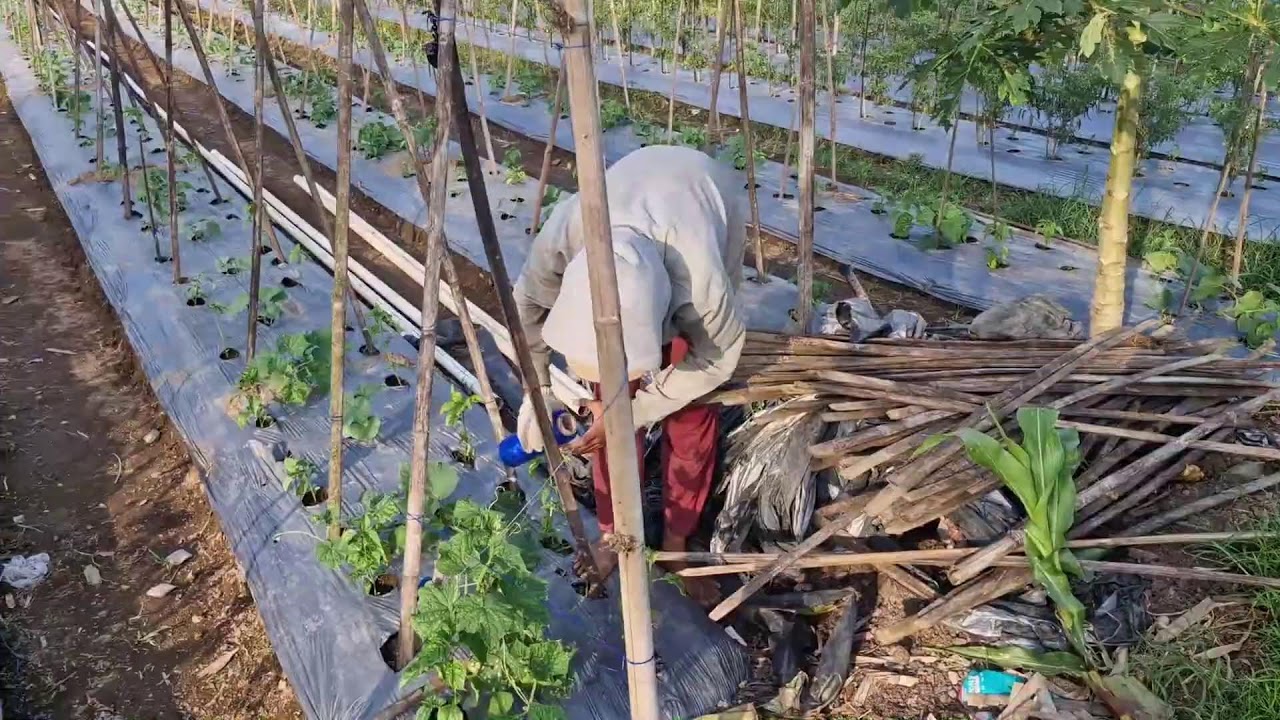 THE ART OF MANUALLY TYING VINES TO AJIR – TRADITIONAL FARMING SKILL - Agriculture Gardening