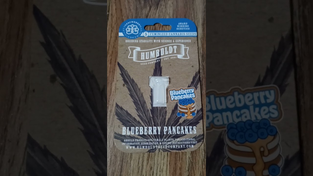 Humboldt seed Co. Blueberry Pancakes 1st grow here we go seed to smoke