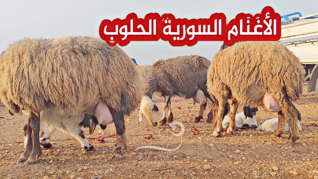 سوق الغنم / معرة مصرين شمال سوريا/ ٣١/ ١٠ / غنم عشر ومطافيل وخراف ربط ولحم وحركة السوق