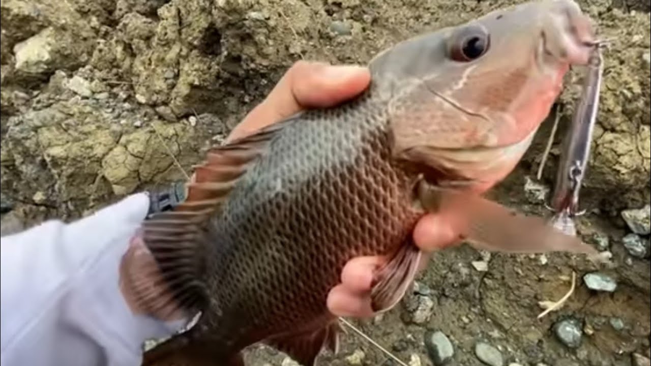 MINNOW PALING KILLER SEPANJANG SEJARAH CASTING UL 