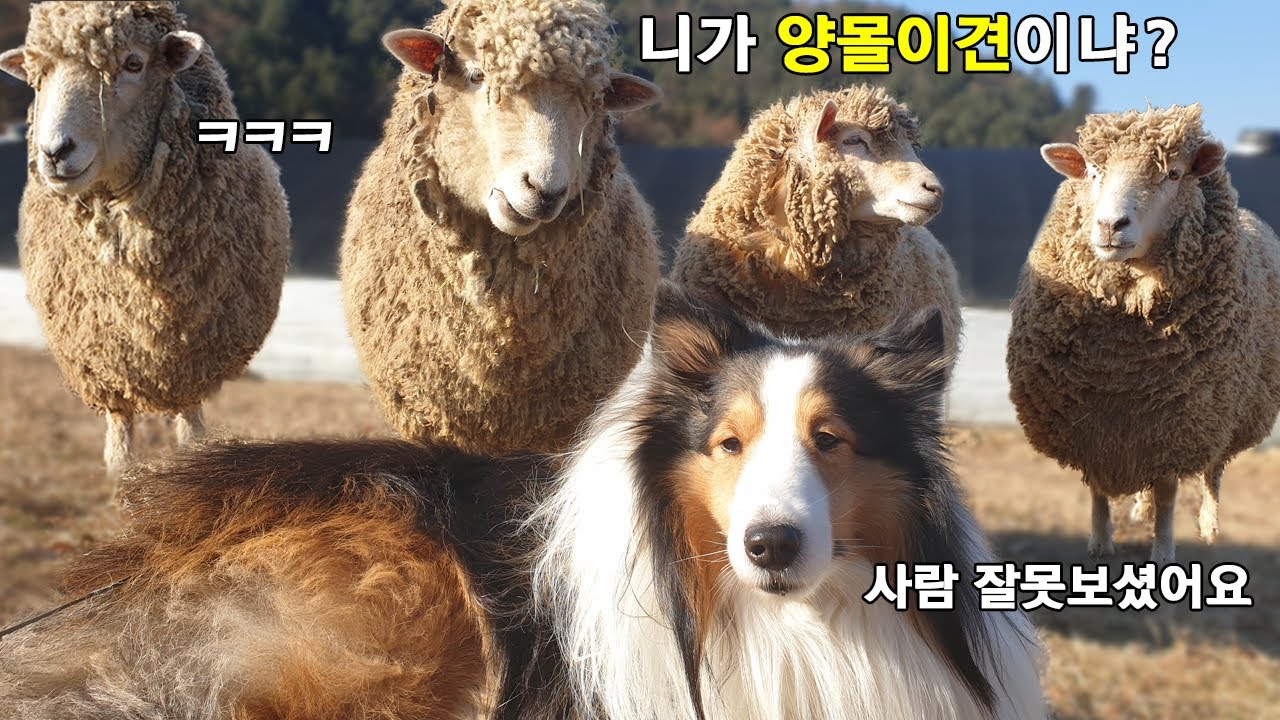 양몰이견이 양떼를 만났을 때 반응ㅋㅋㅋ🐑