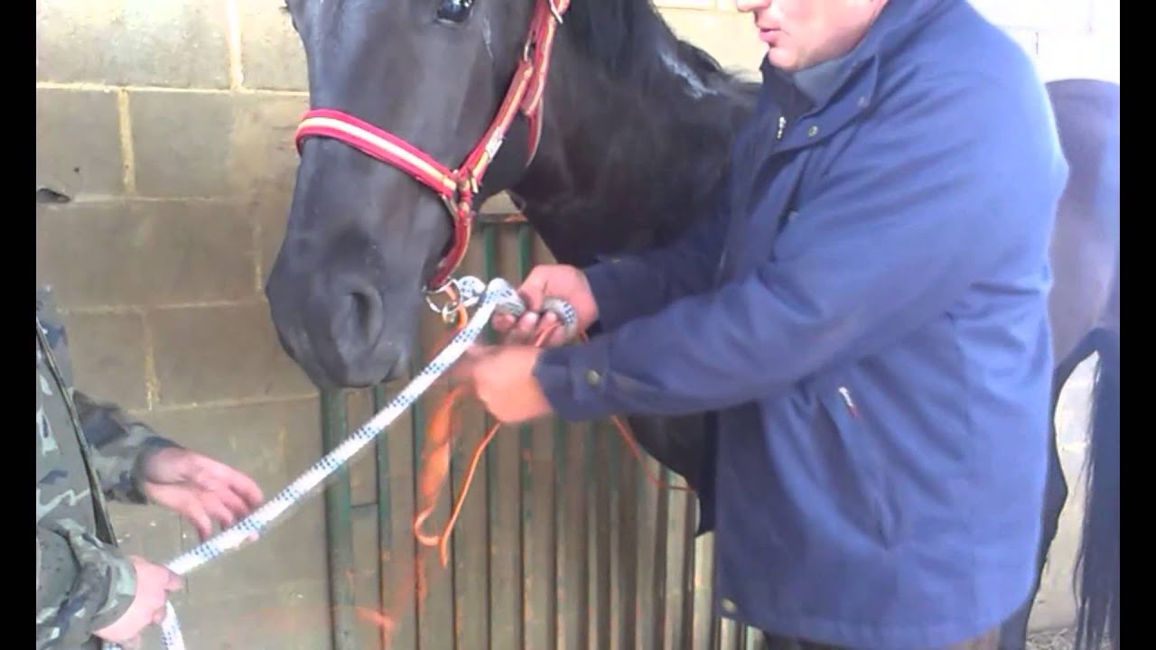 Impedir que un caballo se cuelgue.
