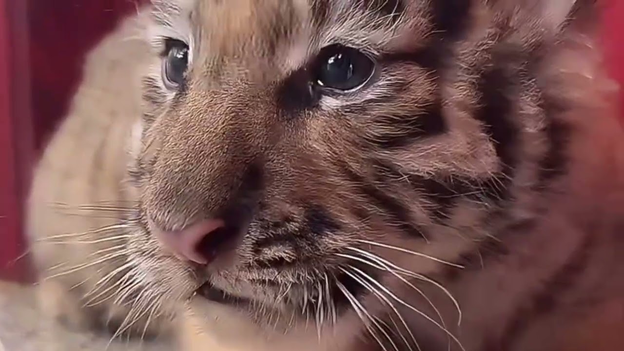 Tiger cubs are just naturally cute 🐯😘#tiger #animals #cute #zoo 