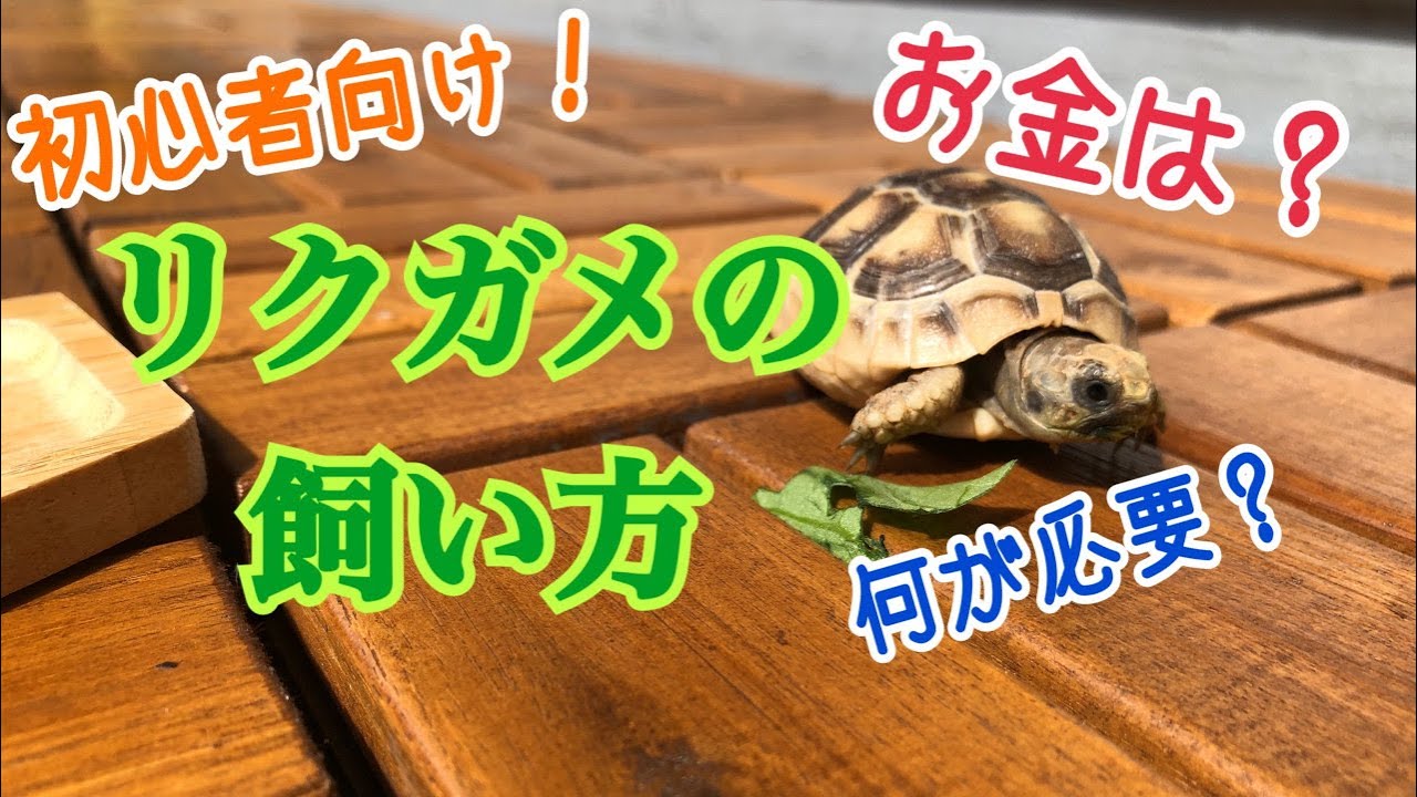 リクガメの飼い方♪春～夏編！ギリシャリクガメ初心者向けに、初めて飼育するときの飼育環境をご紹介します♪必要金額、必要設備等々～