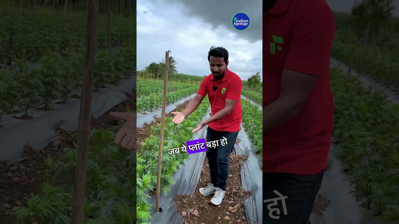 3 राज जो देंगे आपको लाखो 🤯🤯Marigold Farming Secrets #shorts #indianfarmer